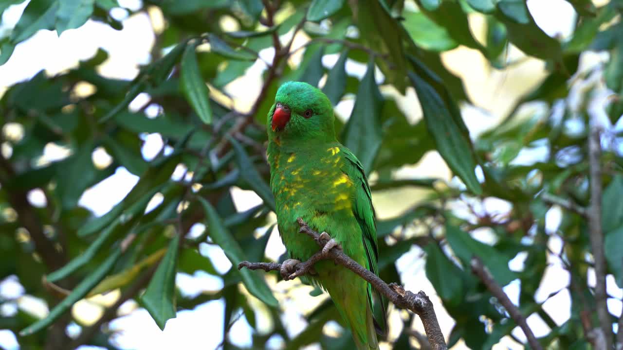 Close up shot of an Australian native bird species, scaly-breasted lorikeet, trichoglossus chlorolepidotus with vibrant green plumage perching on the tree, curiously wondering around the environment