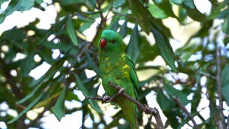 close up shot of an australian native bird species, scaly-breasted lorikeet, trichoglossus chlorolepidotus with vibrant green plumage perching on the tree, curiously wondering around the environment