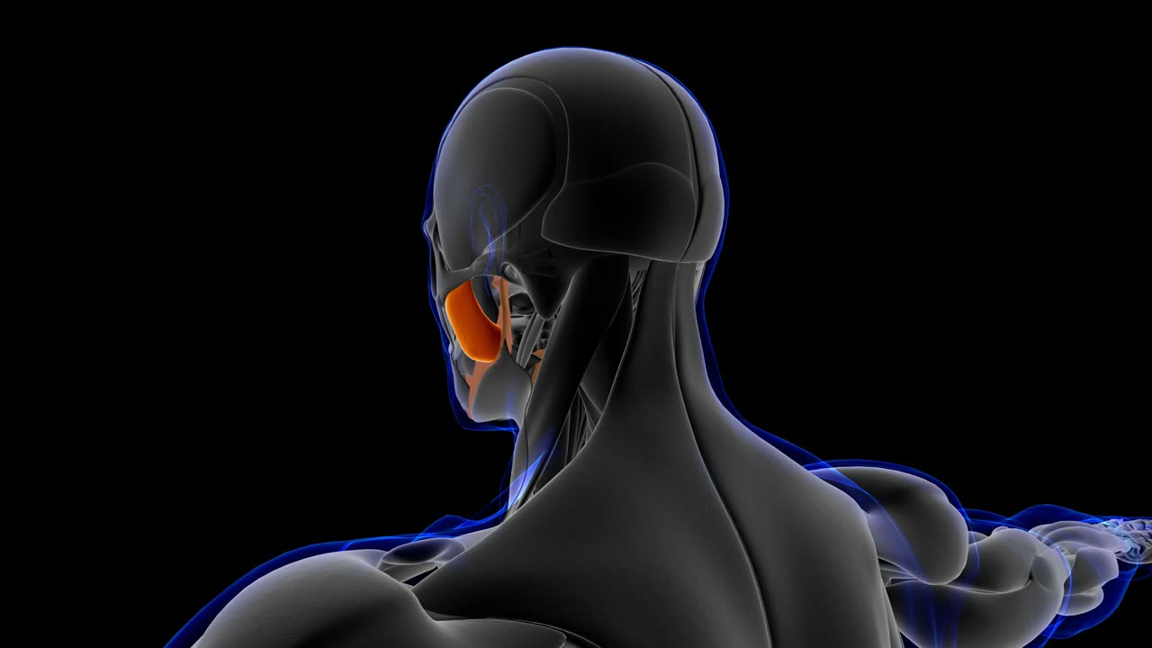 anatomía del músculo superficial del maseter para el concepto médico de bucle capaz de ilustración en 3d