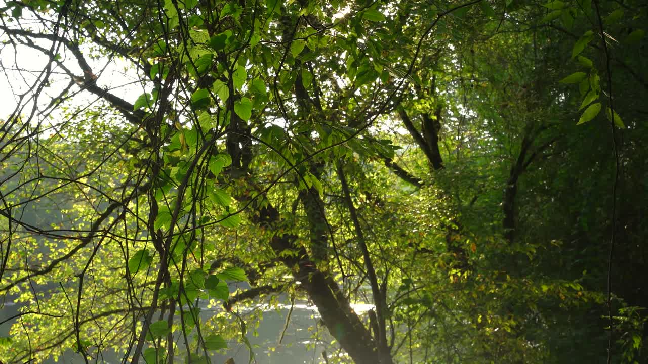 Moving shot of sun glowing through trees and over river