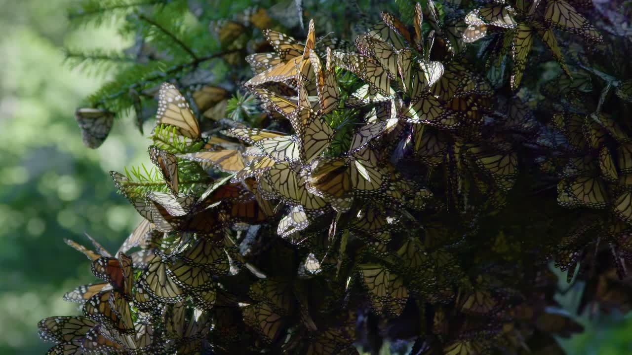 las mariposas monarca de color naranja se reúnen en grandes cantidades en las ramas de los árboles durante su viaje migratorio.
