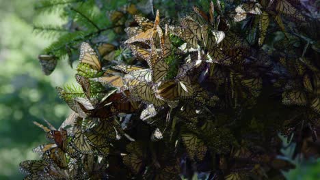 Las-Mariposas-Monarca-De-Color-Naranja-Intenso-Se-Reúnen-En-Grandes-Cantidades-En-Las-Ramas-De-Los-árboles-Durante-Su-Viaje-Migratorio.