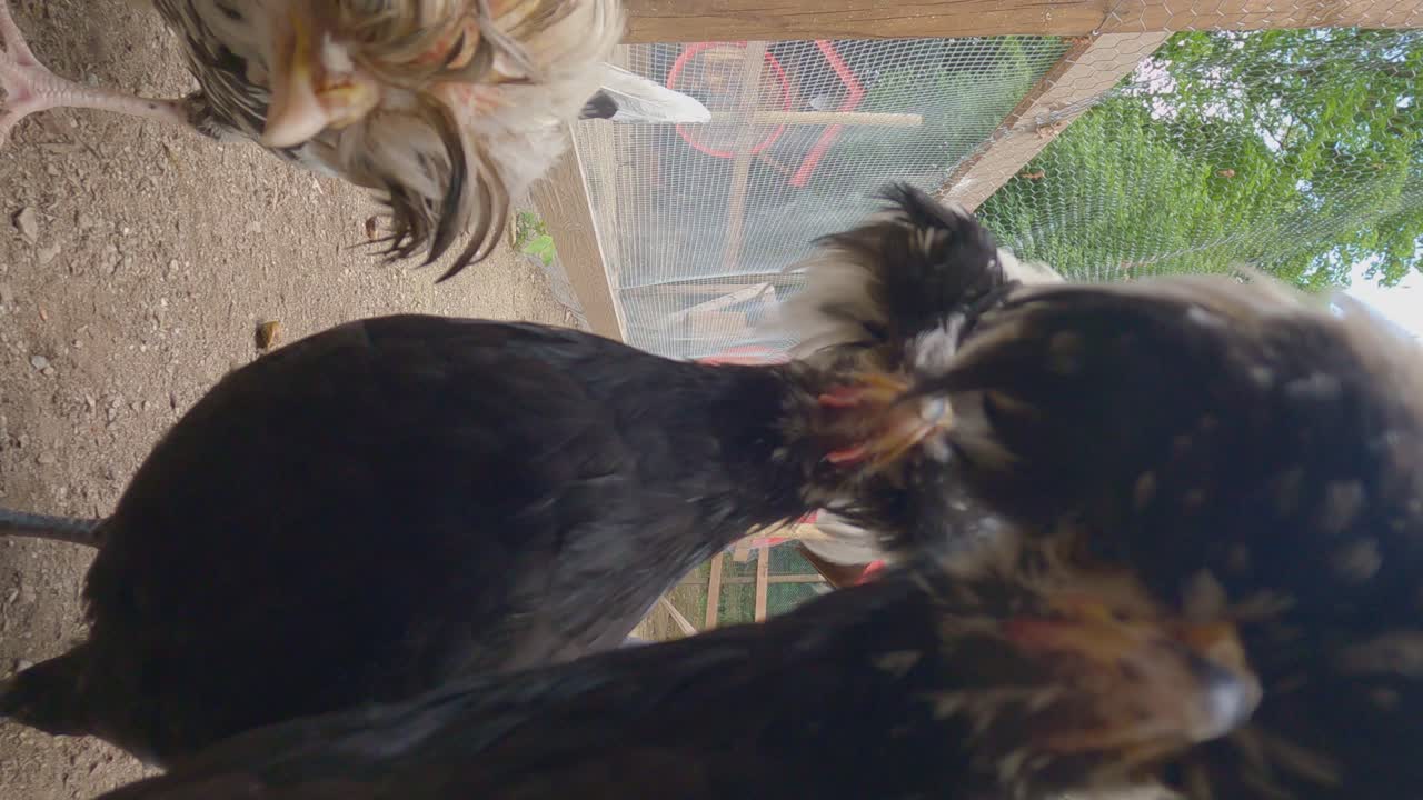 술이 달린 네덜란드 자그마한 검은 닭이 카메라를 클로즈업하고 클로즈업합니다