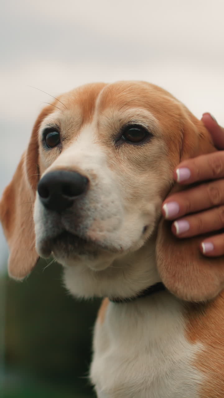 Cane si gode un affettuoso gesto d'affetto, Beagle riceve affettuose carezze all'aperto, proprietario accarezza delicatamente il beagle in un parco tranquillo, beagle calmo viene accarezzato affettuosamente in una scena di tranquillità all'aperto