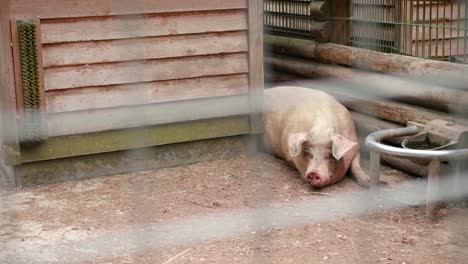 Cerdo-Triste-Tendido-En-Una-Jaula-Sin-Comida