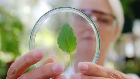 female scientist researching leaf