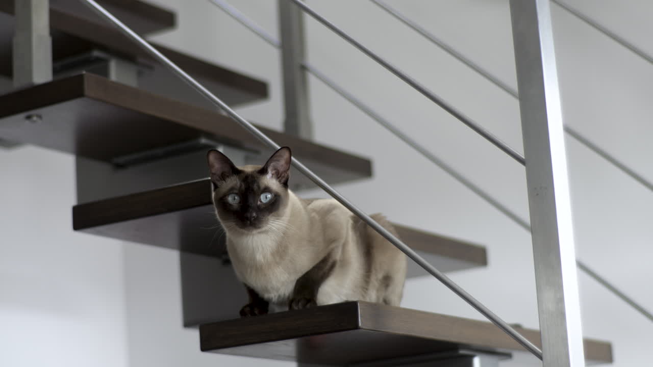 Un bellissimo gatto Tonkinese è seduto sulle scale e guarda verso la fotocamera