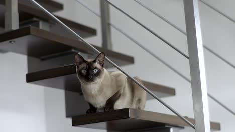 un hermoso gato tonkinés se sienta en las escaleras y mira a la cámara