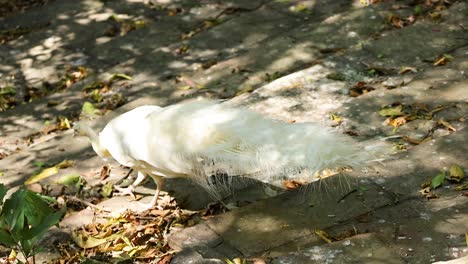 white peafowl walking through dappled sunlight