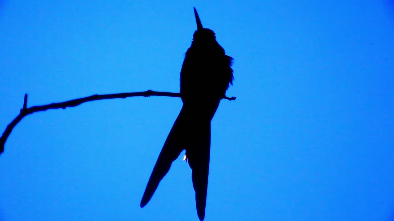 silueta de un jacamar o pájaro similar de pico largo en una rama contra el cielo azul al atardecer