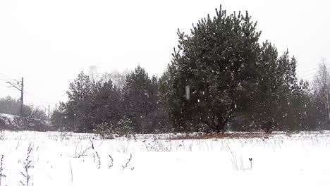 Fuertes-Nevadas-En-El-Bosque-Enormes-árboles-De-Pie-En-La-Nieve-Del-Invierno