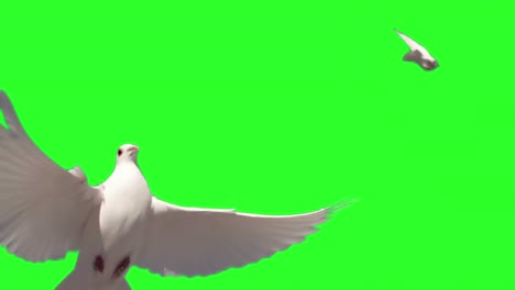 dove flying on green screen background