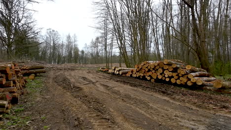 wood pile in the forest - drone shot