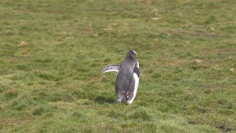 Junger-Einsamer-Königspinguin-Läuft-An-Einem-Sonnigen-Tag-Auf-Gras,-Insel-Südgeorgien,-60 fps