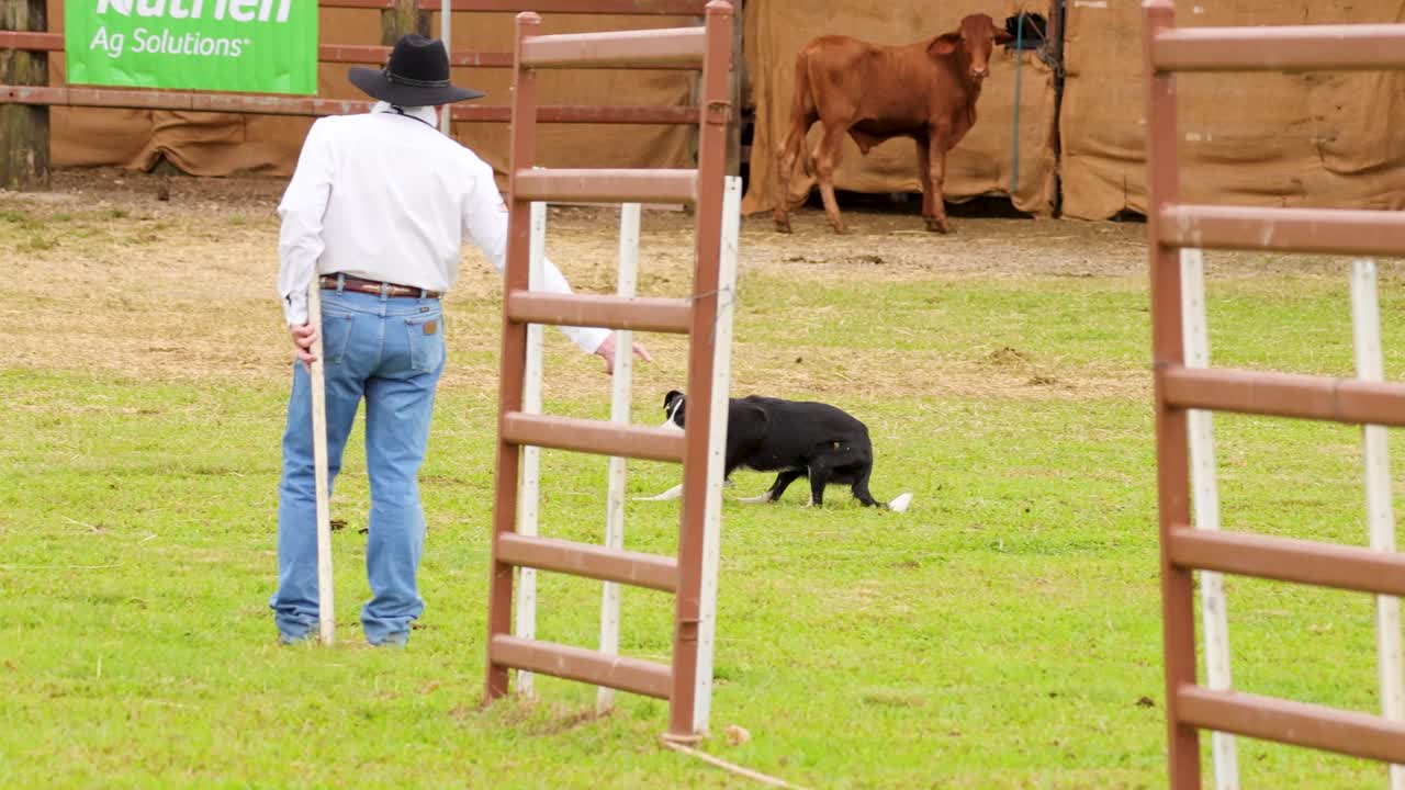 Cattle dog herds livestock in grassy arena, guided by farmer, under natural daylight, wide shot