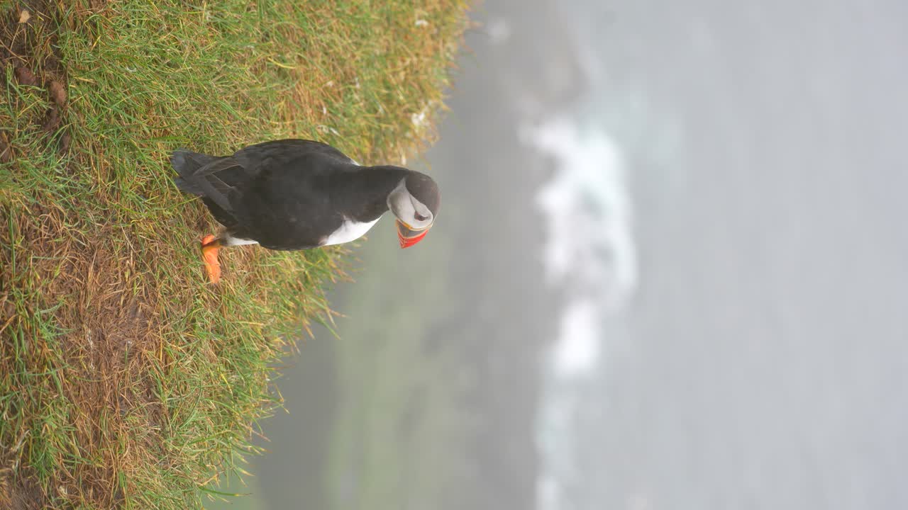 vista trasera de puffin mirando hacia el mar sobre un acantilado verde, la cabeza mira de lado a lado