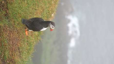 Rear-view-of-puffin-looking-out-to-sea-over-green-cliff,-head-gazes-side-to-side