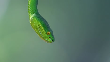 la víbora de labios blancos es una víbora venenosa endémica del sudeste asiático y a menudo se encuentra durante la noche esperando en una rama o rama de un árbol cerca de un cuerpo de agua con muchos alimentos