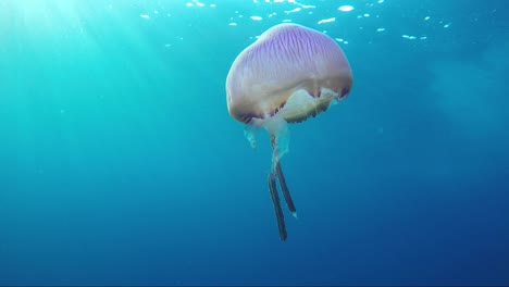 Weird-pink-jellyfish-swims-into-sunshine-in-Thailand