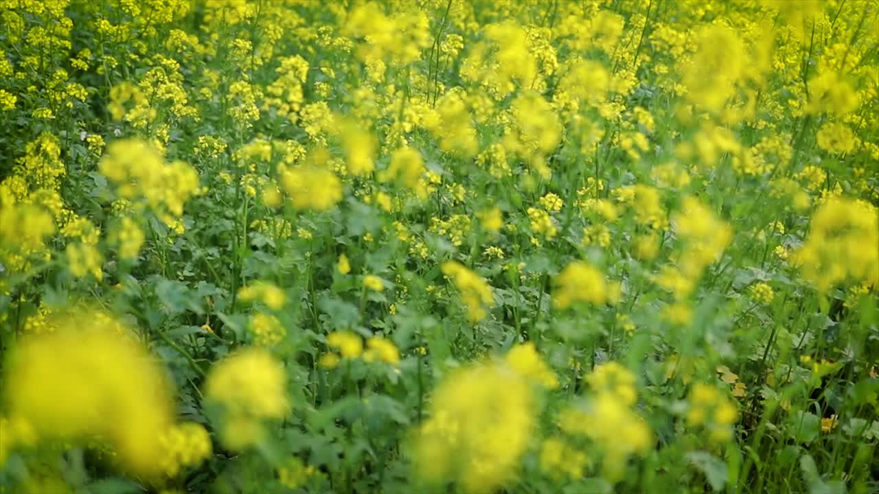Mustard flowers. Mustard &ndash; mystical flower of happiness and health.
