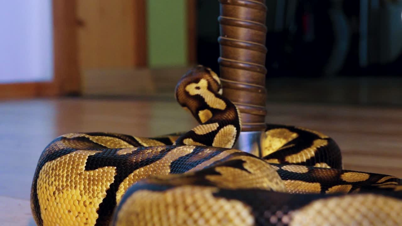 una pitón estrangula una serpiente sostenida por un hombre