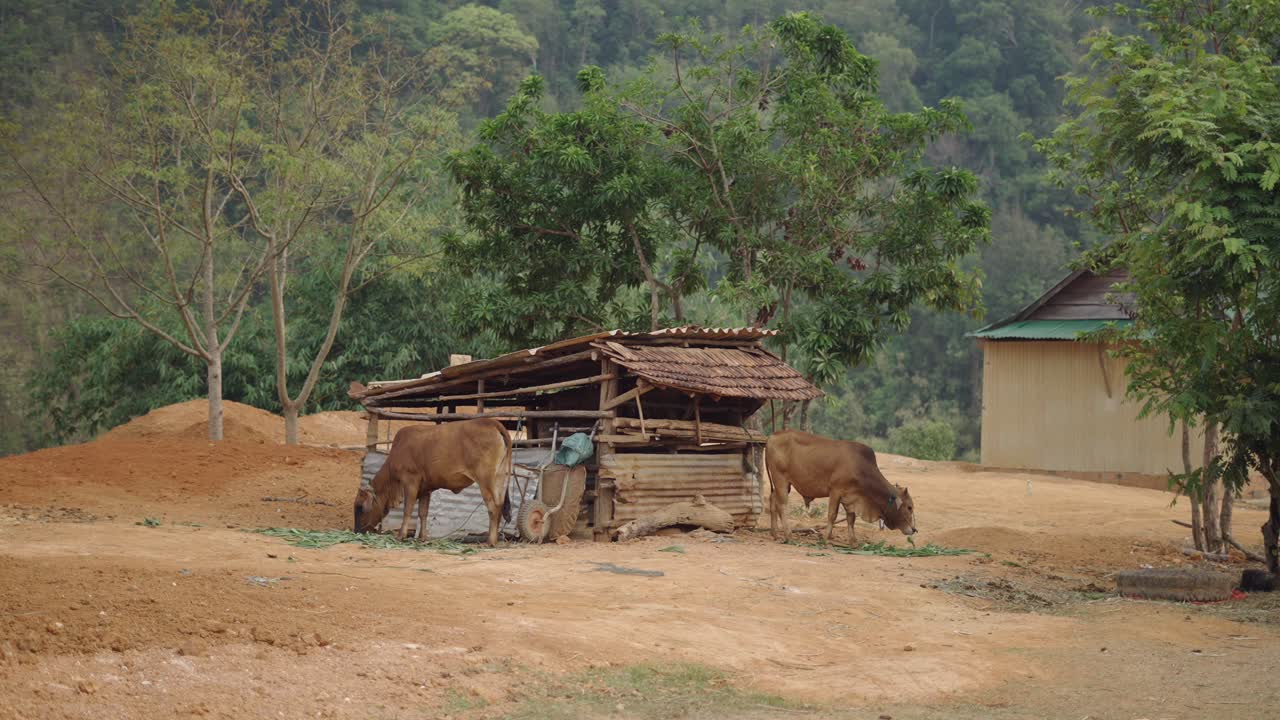 Cows in a Rustic Rural Shelter