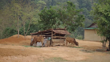 cows in a rustic rural shelter