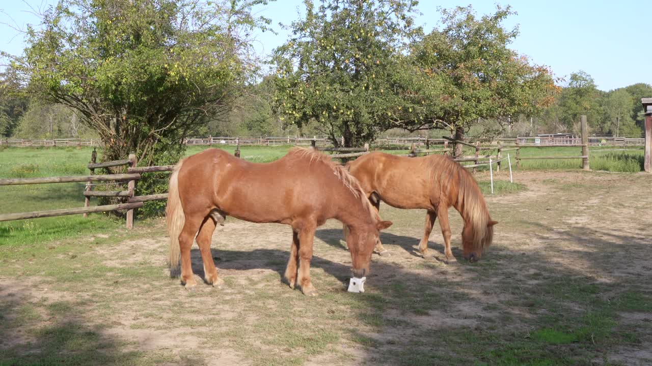 caballos en un campo bebiendo y comiendo hierba afuera en el verano