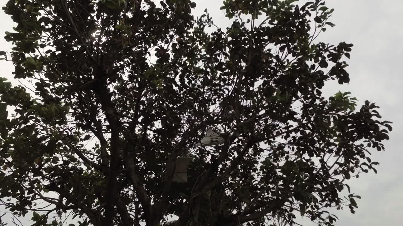 a shade tree in the wind during the day
