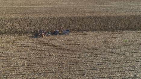 aerial view of an amish farmer harvesting his autumn crop of corn with five horses pulling his harvester on a sunny autumn day