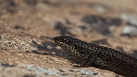 spotted lizard walking out of the frame