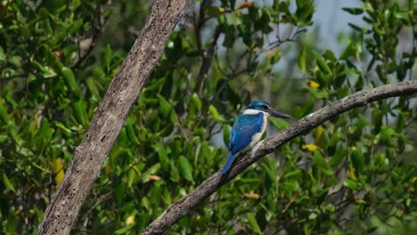 Mirando-Hacia-La-Derecha-Mientras-El-Viento-Sopla-Con-Tanta-Fuerza-En-Un-Bosque-De-Manglares,-El-Martín-Pescador-De-Collar-Todiramphus-Chloris,-Tailandia