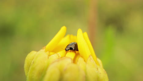 bug crawl on young unopened yellow flower with blurred background