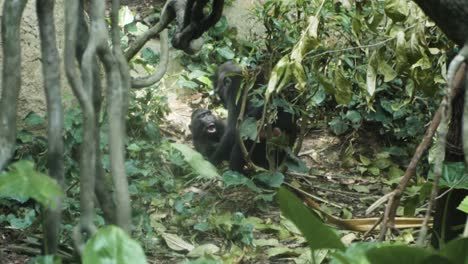 Celebes-Crested-Macaques-Playing-In-Their-Natural-Habitat-Inside-A-Zoo-In-Singapore---wide-shot