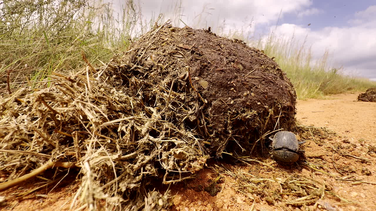 Dung beetle use hind legs to roll ball made from elephant droppings, close-up