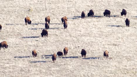 Manada-De-Bisontes-Americanos-O-Búfalos-En-La-Pradera-Visto-Desde-Un-Mirador