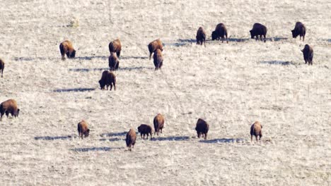 rebaño de bisontes americanos o búfalos en la pradera como se ve desde un mirador