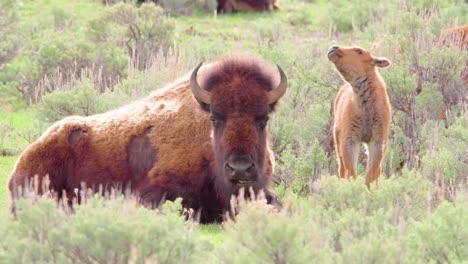 bison and calf grazing and relaxing at yellowstone national park in wyoming