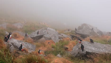 Papageitaucher-(Fratercula-Arctica),-Auf-Dem-Felsen-Auf-Der-Insel-Runde-(Norwegen).