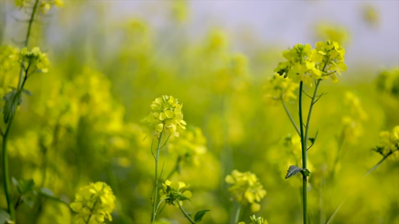 Mustard flowers. Mustard &ndash; mystical flower of happiness and health.