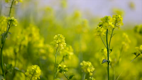 mustard flowers. mustard – mystical flower of happiness and health.