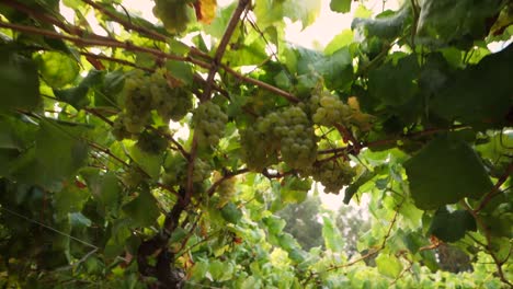 travelling through a vineyard with hanging bunches of grapes in galicia