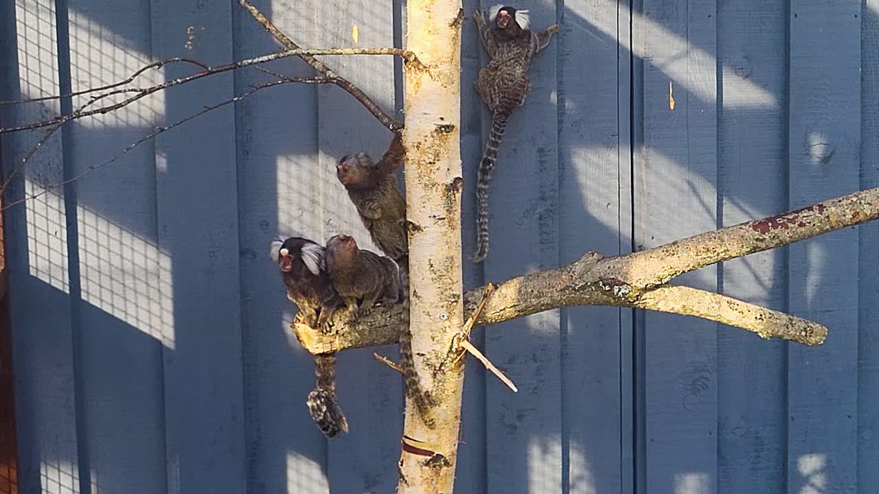 Marmoset monkey sitting on tree branch with grey wall background, small exotic primate in natural habitat, tropical wildlife closeup footage, adorable monkey resting outdoors in jungle environment