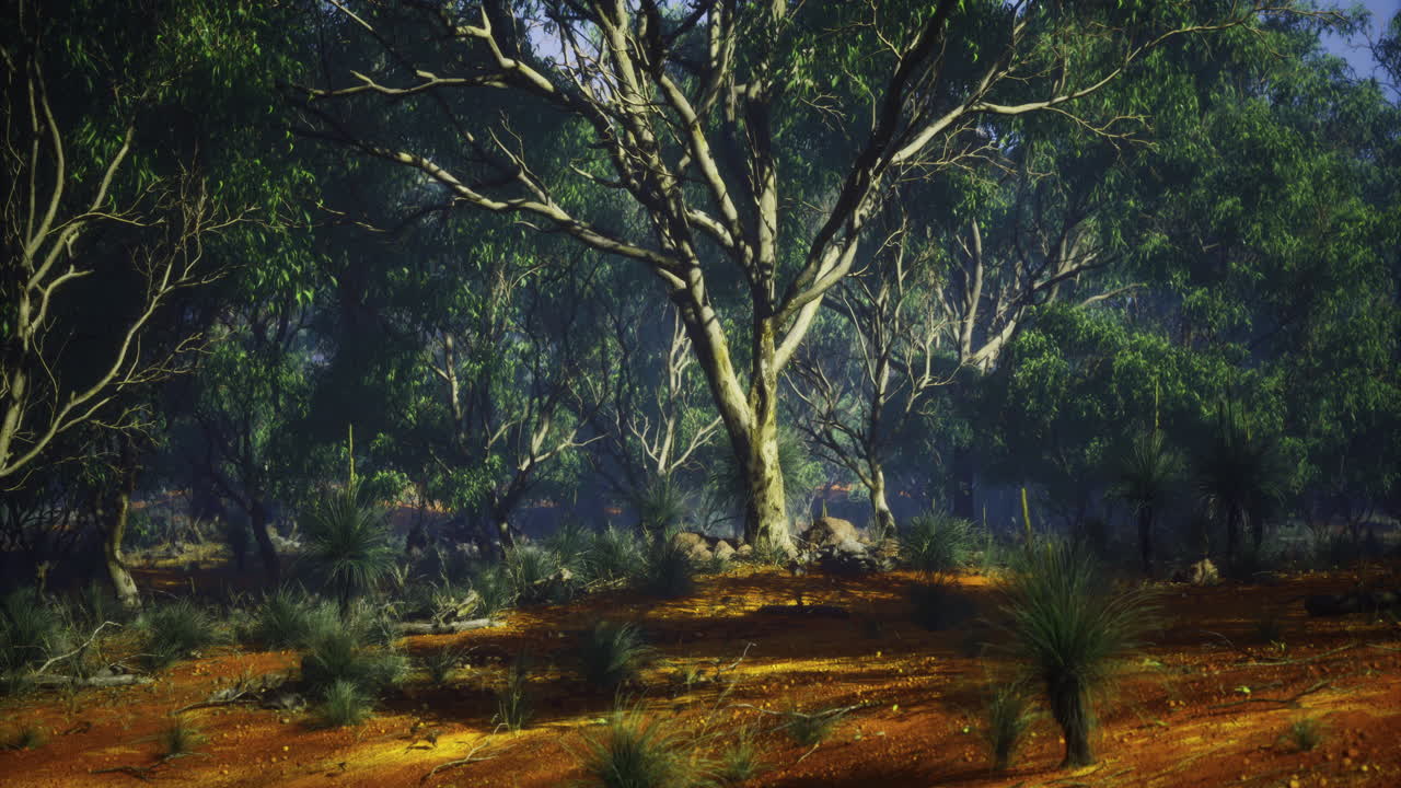 Lush green landscape with towering trees and sun dappled ground in the forest