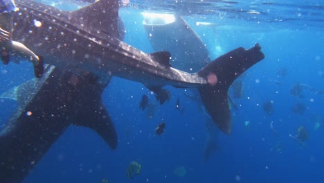 multiple whale sharks eat plankton off of sea surface with people and smaller fish surrouding them