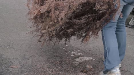 mujer moviendo el árbol de navidad muerto para su recolección y reciclaje
