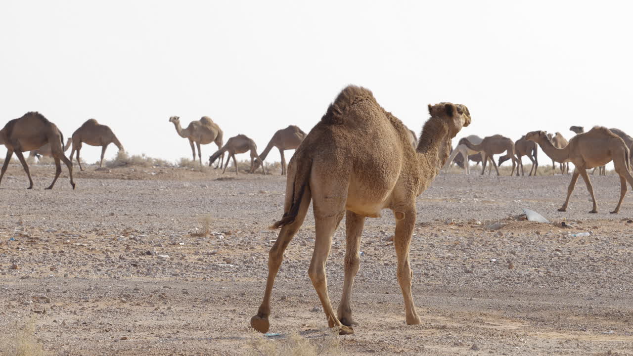 un gran camello de una joroba caminando detrás de su rebaño en el desierto