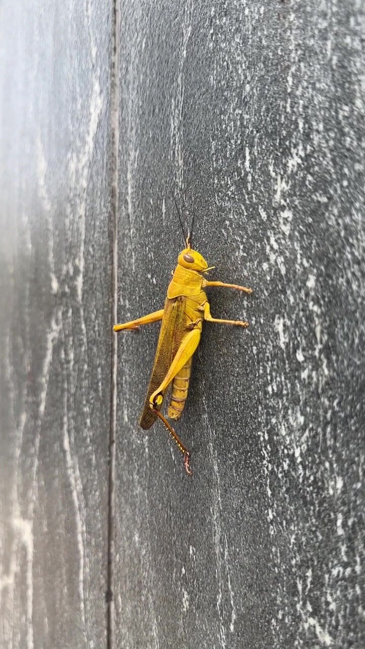 Scatto verticale in primo piano di una cavalletta gialla che riposa su una parete di marmo dalle venature scure