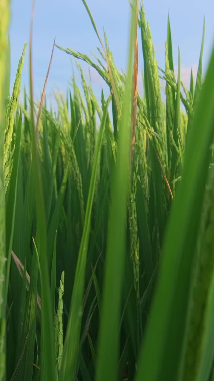 Closeup of green ears of rice on tall grass with stems swaying in wind