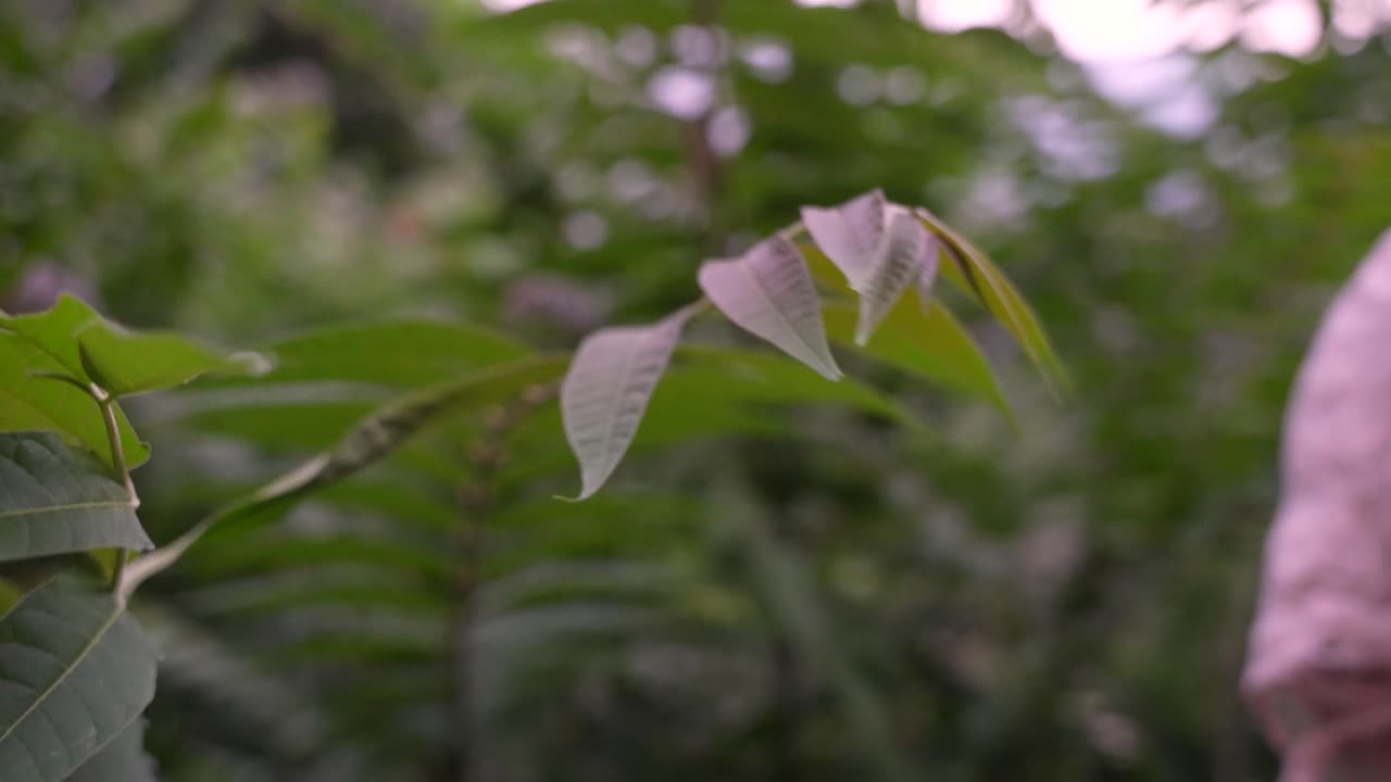primer plano de las hojas del árbol del cielo en cachemira - hoja verde sobre un fondo borroso